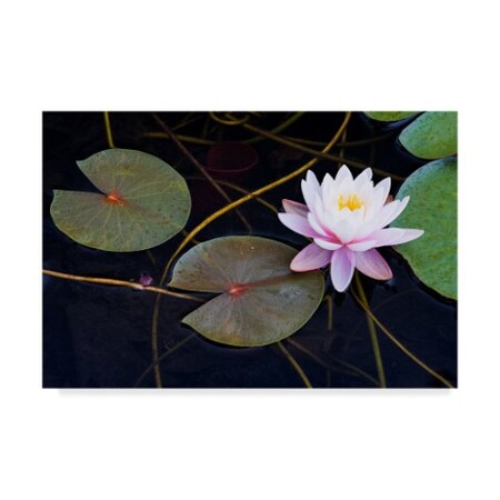 Michael Blanchette Photography 'Pink Water Lily 2' Canvas Art,22x32